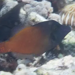 Black-headed Leatherjacket, photo 7