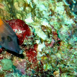 Black-headed Leatherjacket, photo 8