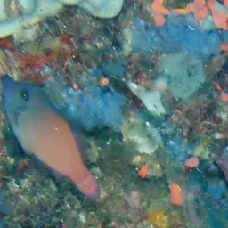 Black-headed Leatherjacket, photo 9