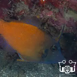 Black-headed Leatherjacket, photo 10