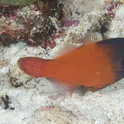 Black-headed Leatherjacket, photo 11
