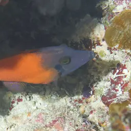 Black-headed Leatherjacket, photo 12