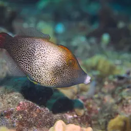 Fantail Filefish