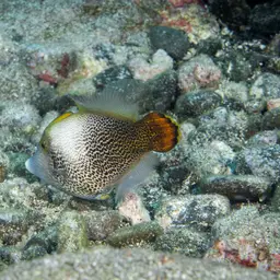 Fantail Filefish, photo 2