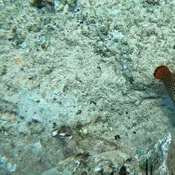 Fantail Filefish, photo 3
