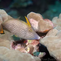 Fantail Filefish, photo 4