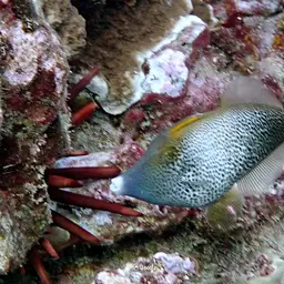 Fantail Filefish, photo 5
