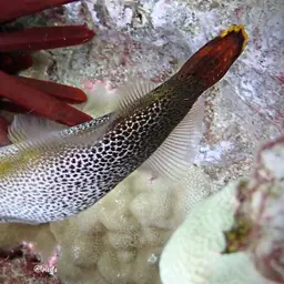 Fantail Filefish, photo 6