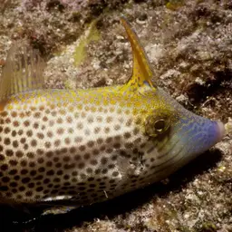 Fantail Filefish, photo 7