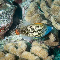 Fantail Filefish, photo 8
