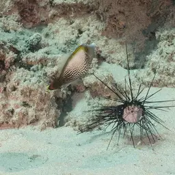 Fantail Filefish, photo 9