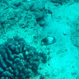 Fantail Filefish, photo 10