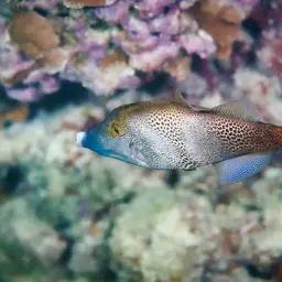 Fantail Filefish, photo 11
