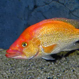 Giant Cichlid, photo 1