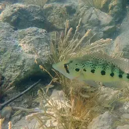 Giant Cichlid, photo 2