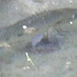 Giant Cichlid, photo 3