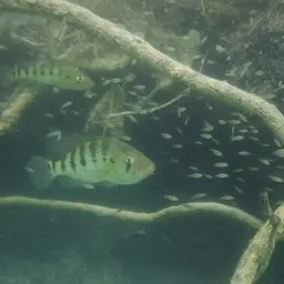 Giant Cichlid, photo 4