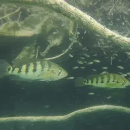 Giant Cichlid, photo 5