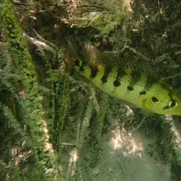 Giant Cichlid, photo 6