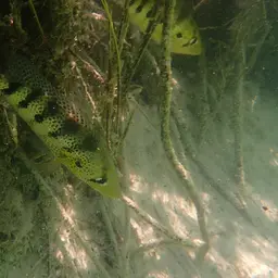 Giant Cichlid, photo 7