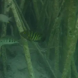Giant Cichlid, photo 8