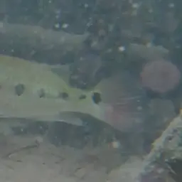 Giant Cichlid, photo 9