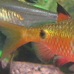 Rosy Barb, photo 3