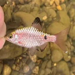 Rosy Barb, photo 4