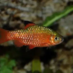 Rosy Barb, photo 8