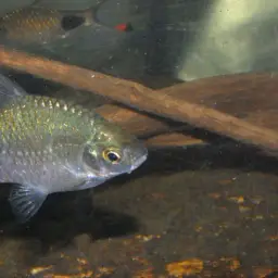Rosy Barb, photo 9