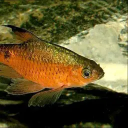 Rosy Barb, photo 10