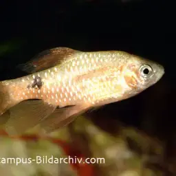 Rosy Barb, photo 11