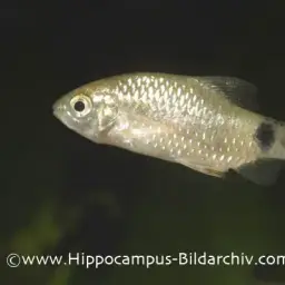 Rosy Barb, photo 12