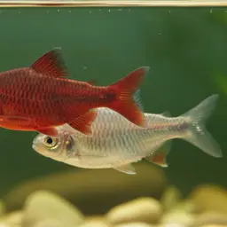 Rosy Barb