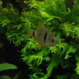 Cuming's Barb, photo 2