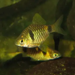 Cuming's Barb, photo 3