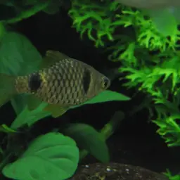 Cuming's Barb, photo 4