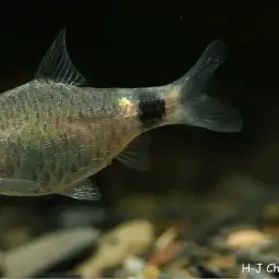 Tulip Barb, photo 2