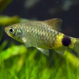 Tulip Barb, photo 3