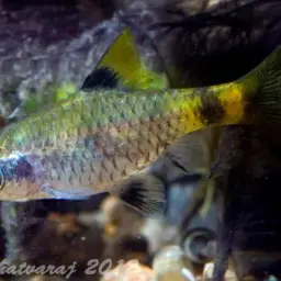 Golden Dwarf Barb, photo 1
