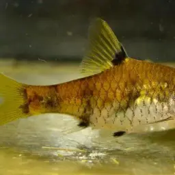 Golden Dwarf Barb, photo 2