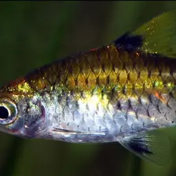 Golden Dwarf Barb, photo 3