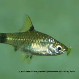 Golden Dwarf Barb, photo 4