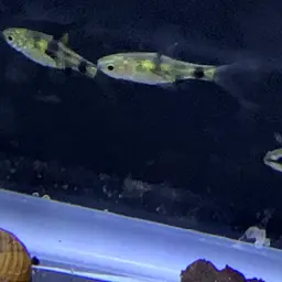 Golden Dwarf Barb, photo 5