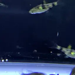 Golden Dwarf Barb, photo 6