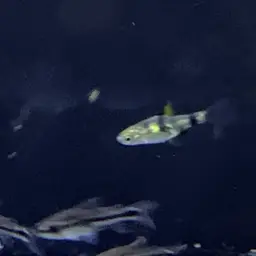 Golden Dwarf Barb, photo 7