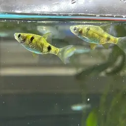 Golden Dwarf Barb, photo 8