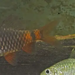 Black Fin Barb