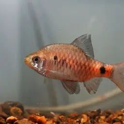 Black Fin Barb, photo 2