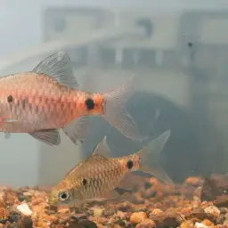 Black Fin Barb, photo 3